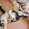 Professional pet hair clipper - 0